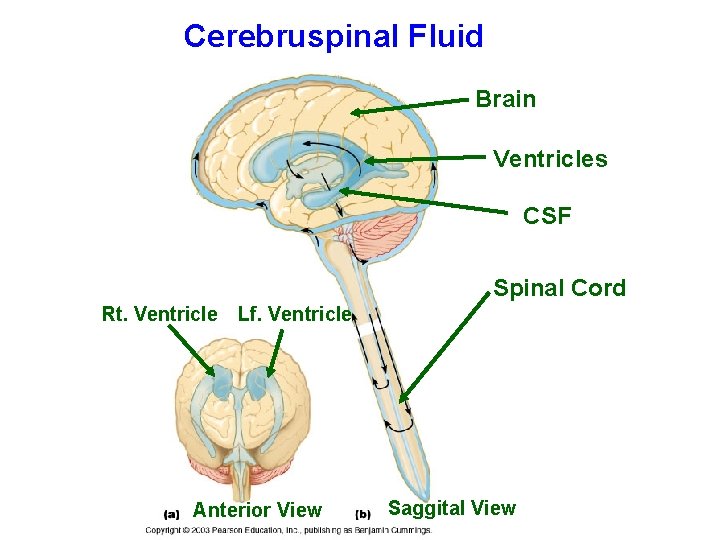 Cerebruspinal Fluid Brain Ventricles CSF Spinal Cord Rt. Ventricle Lf. Ventricle Anterior View Saggital