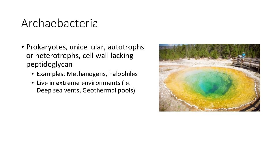 Archaebacteria • Prokaryotes, unicellular, autotrophs or heterotrophs, cell wall lacking peptidoglycan • Examples: Methanogens,