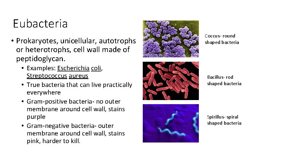 Eubacteria • Prokaryotes, unicellular, autotrophs or heterotrophs, cell wall made of peptidoglycan. • Examples: