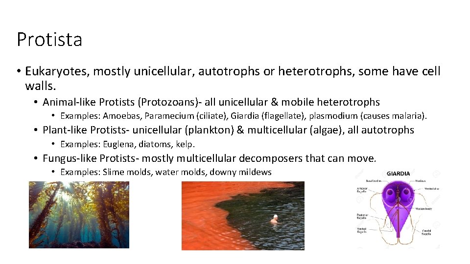 Protista • Eukaryotes, mostly unicellular, autotrophs or heterotrophs, some have cell walls. • Animal-like