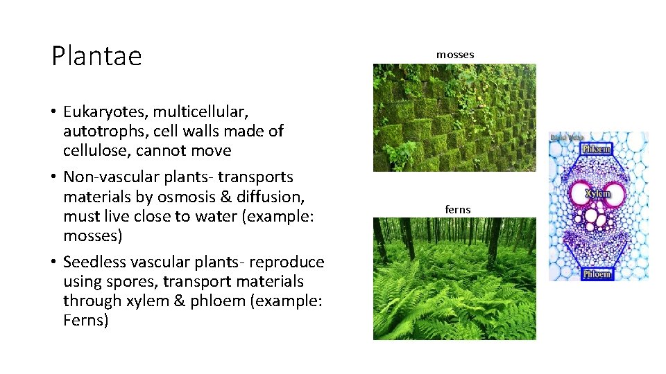 Plantae • Eukaryotes, multicellular, autotrophs, cell walls made of cellulose, cannot move • Non-vascular