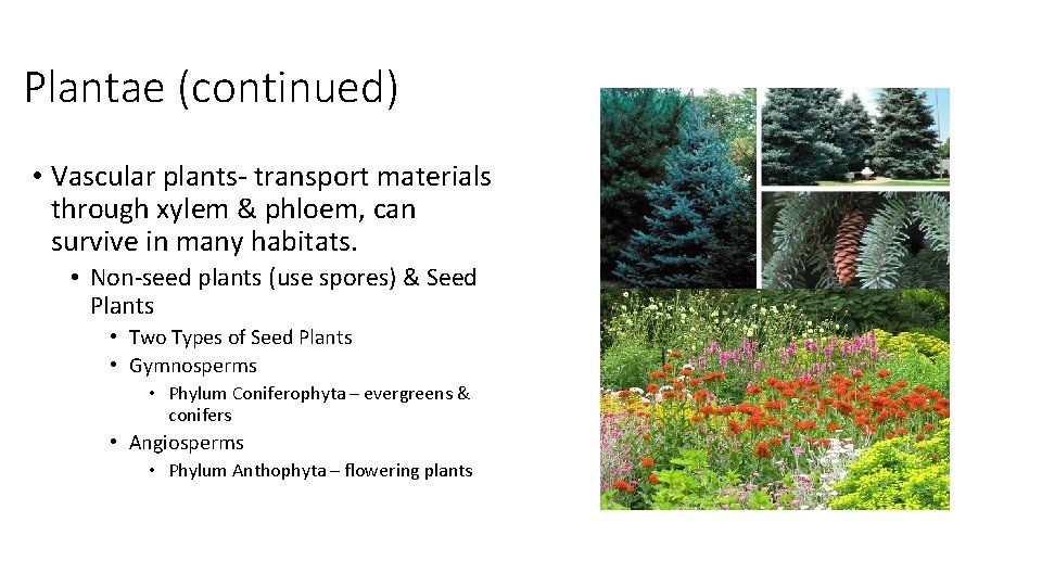 Plantae (continued) • Vascular plants- transport materials through xylem & phloem, can survive in