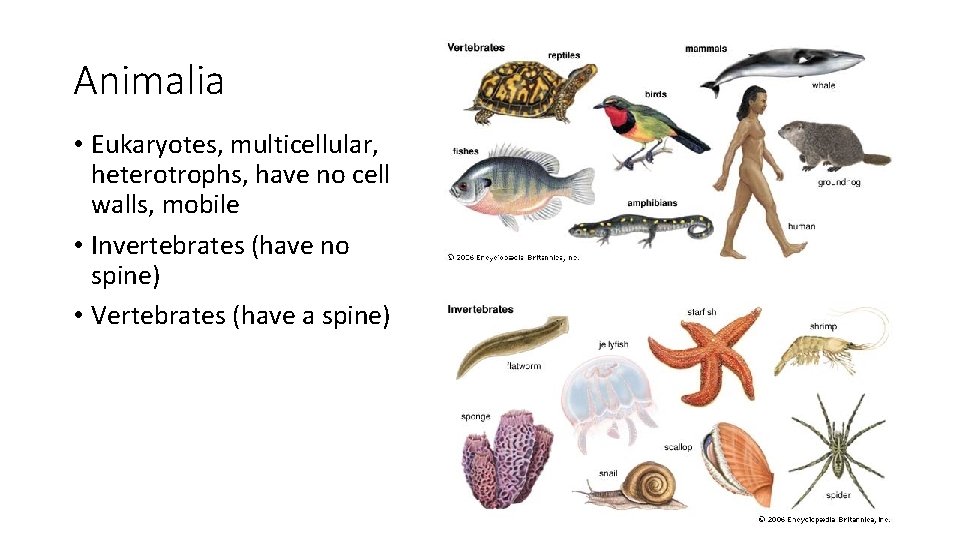 Animalia • Eukaryotes, multicellular, heterotrophs, have no cell walls, mobile • Invertebrates (have no
