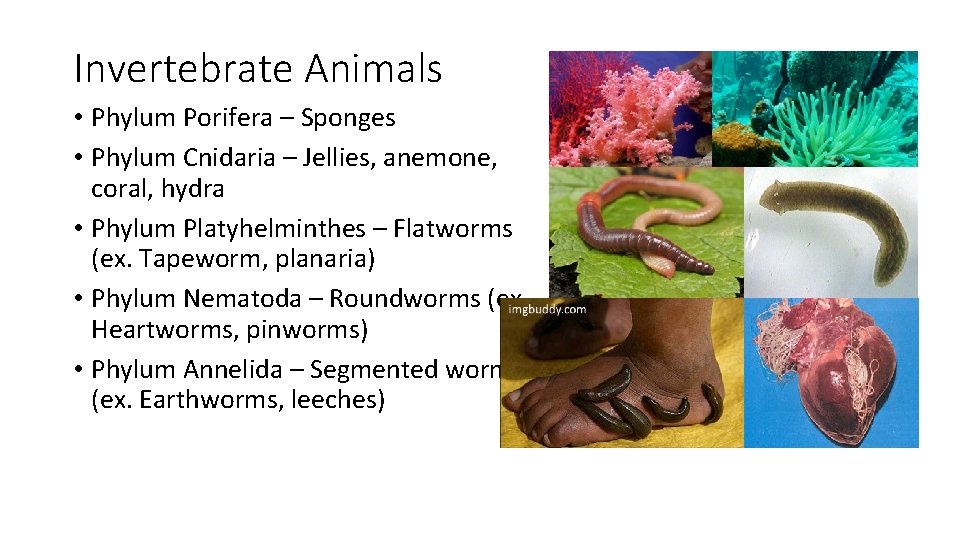 Invertebrate Animals • Phylum Porifera – Sponges • Phylum Cnidaria – Jellies, anemone, coral,