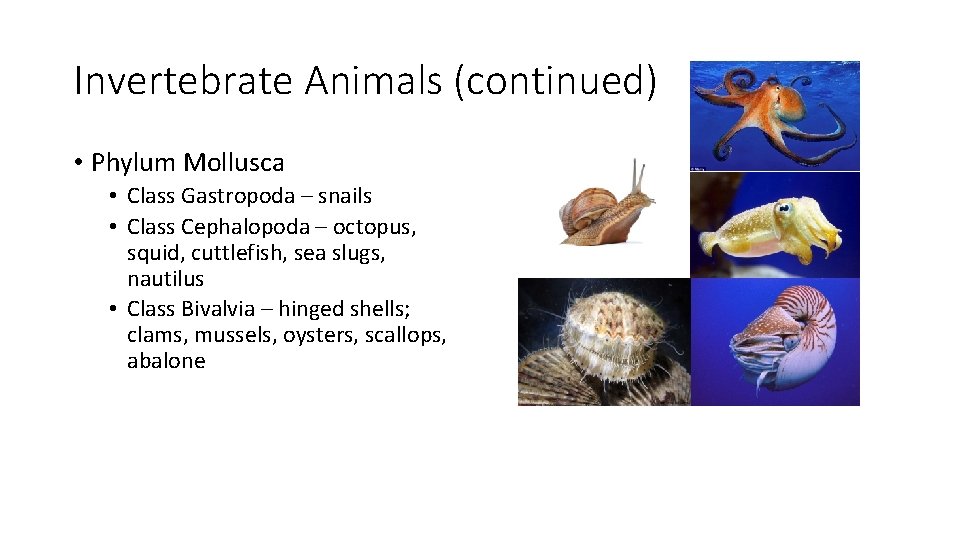 Invertebrate Animals (continued) • Phylum Mollusca • Class Gastropoda – snails • Class Cephalopoda