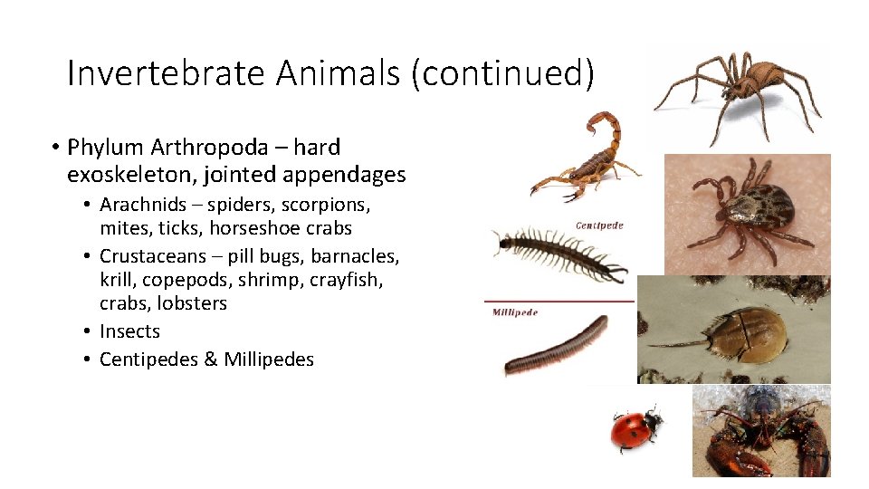 Invertebrate Animals (continued) • Phylum Arthropoda – hard exoskeleton, jointed appendages • Arachnids –