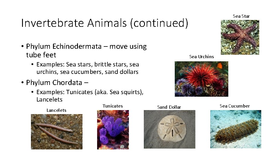 Sea Star Invertebrate Animals (continued) • Phylum Echinodermata – move using tube feet Sea