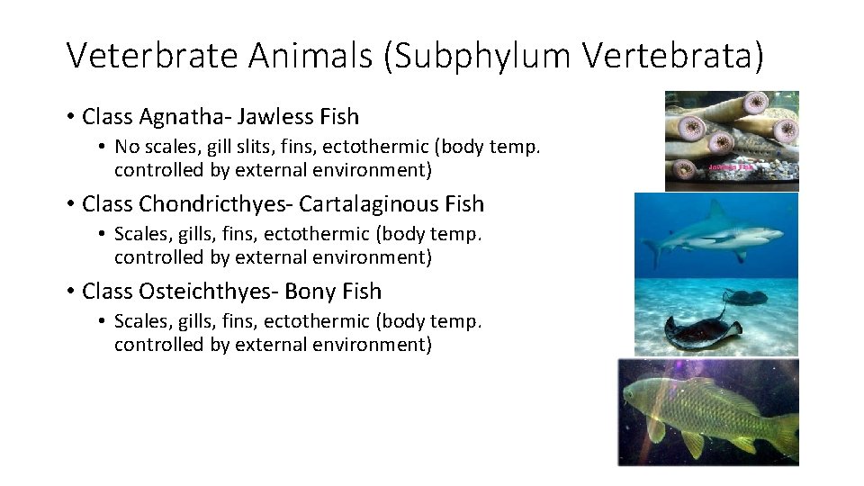 Veterbrate Animals (Subphylum Vertebrata) • Class Agnatha- Jawless Fish • No scales, gill slits,