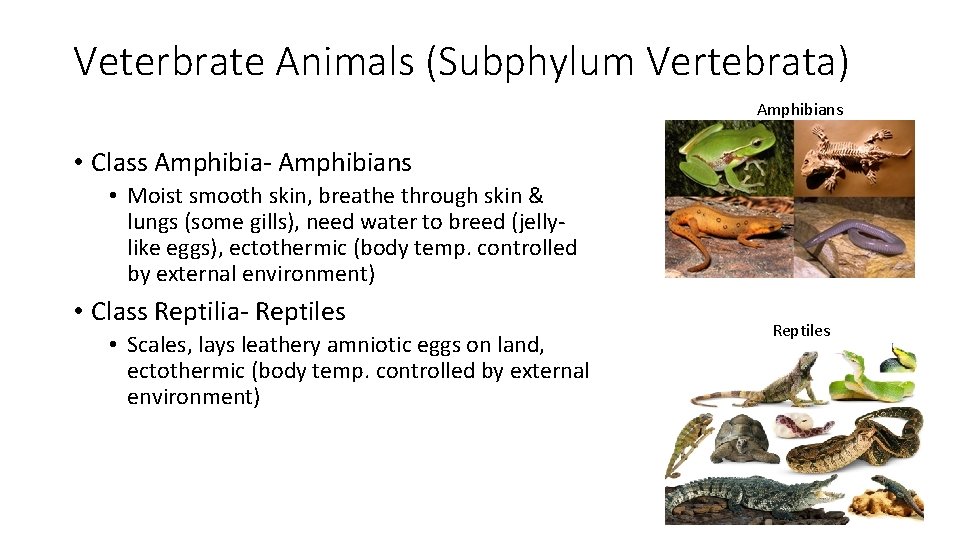 Veterbrate Animals (Subphylum Vertebrata) Amphibians • Class Amphibia- Amphibians • Moist smooth skin, breathe