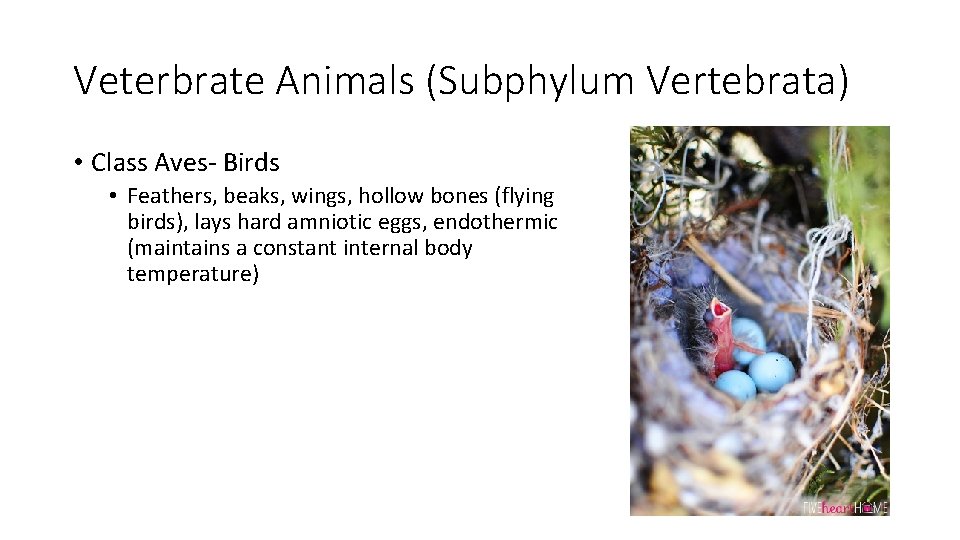 Veterbrate Animals (Subphylum Vertebrata) • Class Aves- Birds • Feathers, beaks, wings, hollow bones