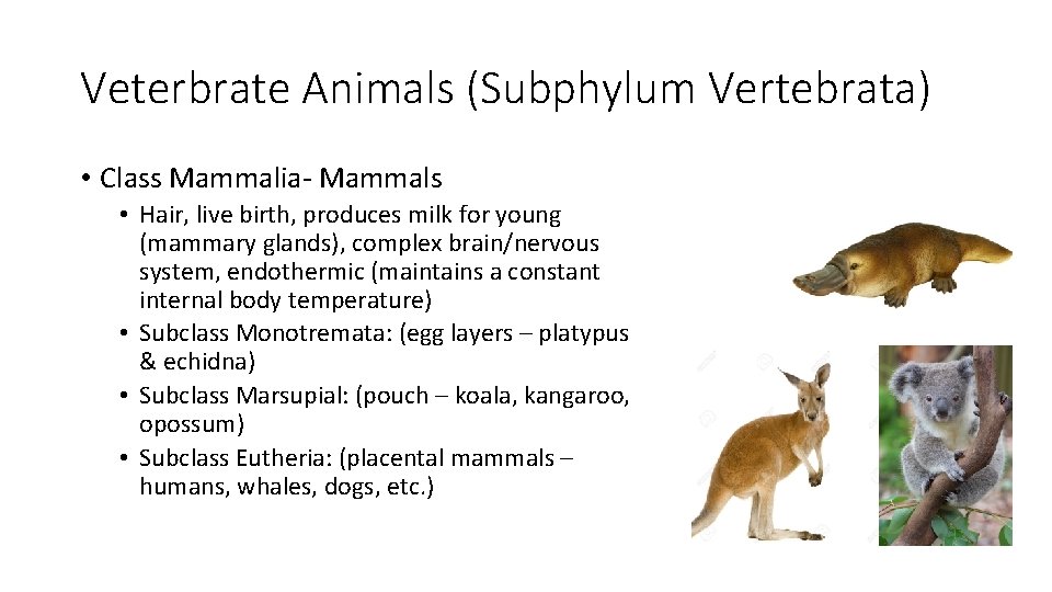 Veterbrate Animals (Subphylum Vertebrata) • Class Mammalia- Mammals • Hair, live birth, produces milk
