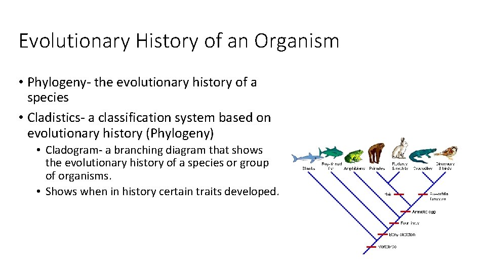 Evolutionary History of an Organism • Phylogeny- the evolutionary history of a species •