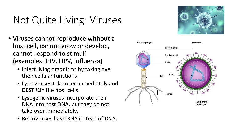 Not Quite Living: Viruses • Viruses cannot reproduce without a host cell, cannot grow