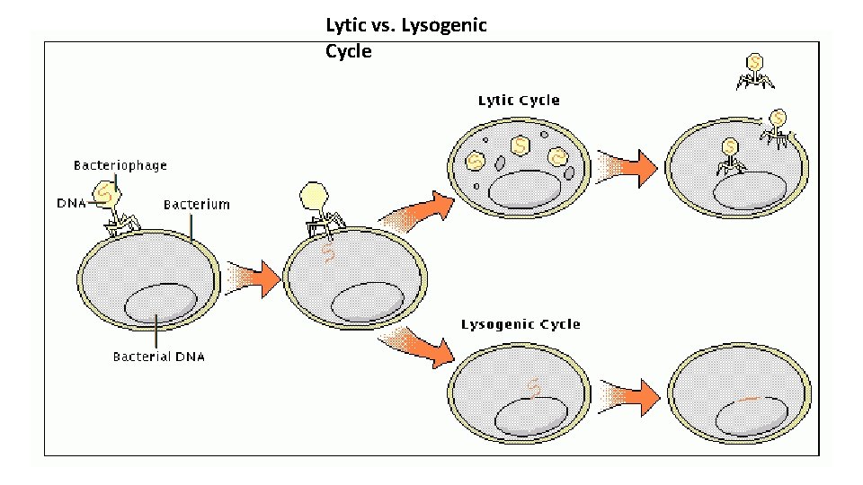 Lytic vs. Lysogenic Cycle 