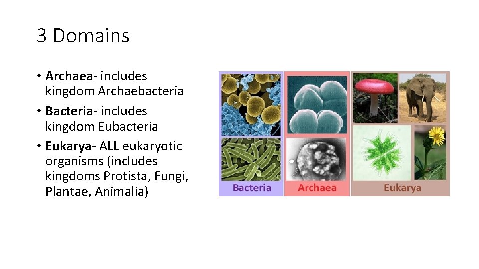 3 Domains • Archaea- includes kingdom Archaebacteria • Bacteria- includes kingdom Eubacteria • Eukarya-