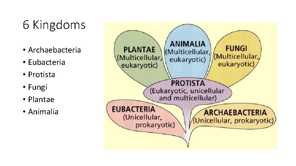 6 Kingdoms • Archaebacteria • Eubacteria • Protista • Fungi • Plantae • Animalia