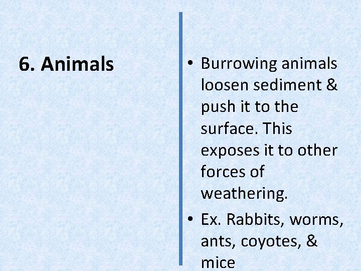 6. Animals • Burrowing animals loosen sediment & push it to the surface. This