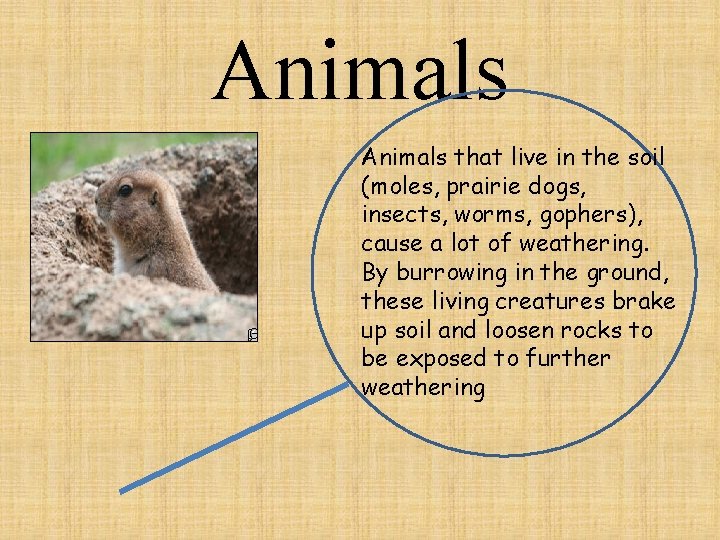 Animals that live in the soil (moles, prairie dogs, insects, worms, gophers), cause a