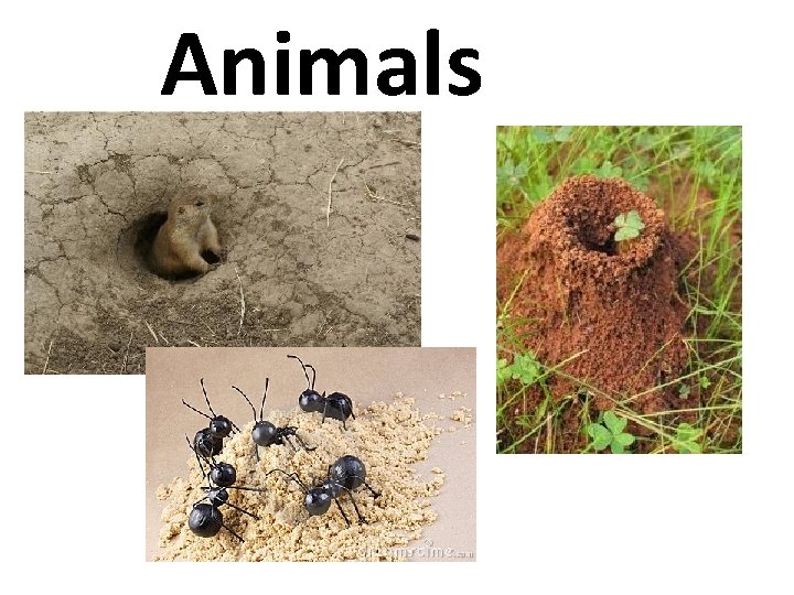 Animals 