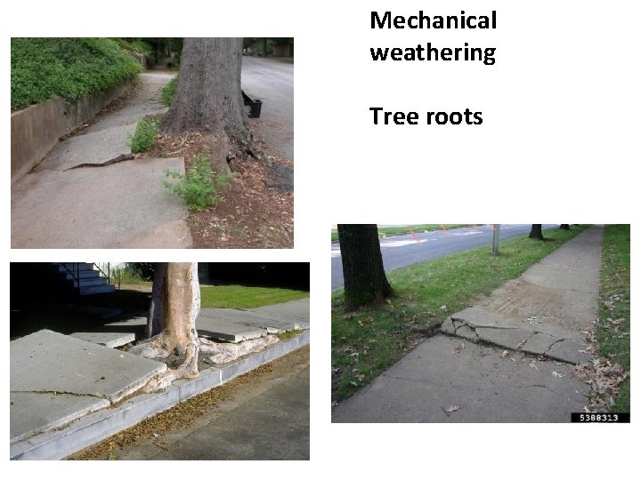 Mechanical weathering Tree roots 
