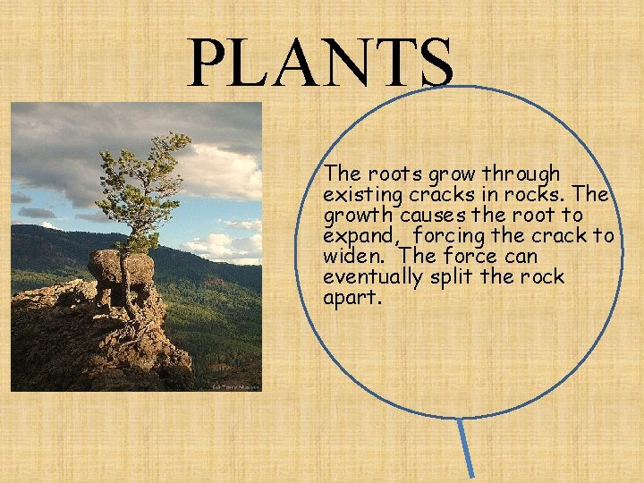 PLANTS The roots grow through existing cracks in rocks. The growth causes the root