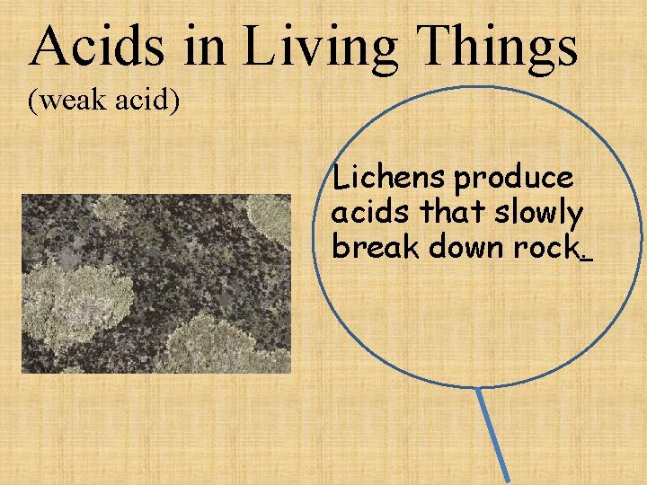 Acids in Living Things (weak acid) Lichens produce acids that slowly break down rock.