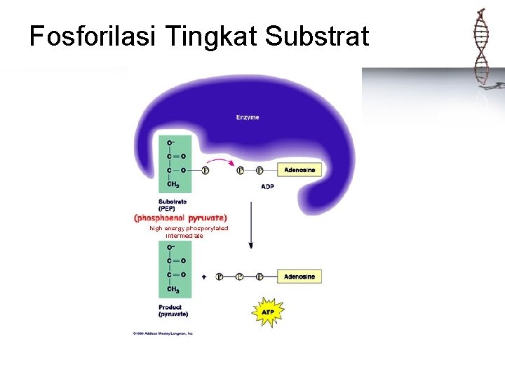 Fosforilasi Tingkat Substrat 