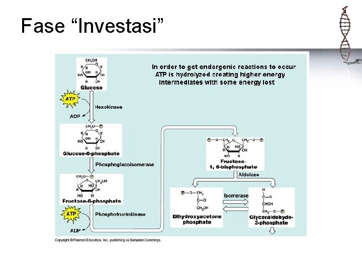 Fase “Investasi” 