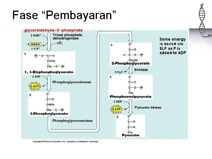 Fase “Pembayaran” 