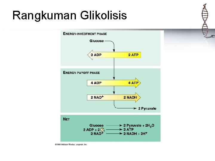 Rangkuman Glikolisis 