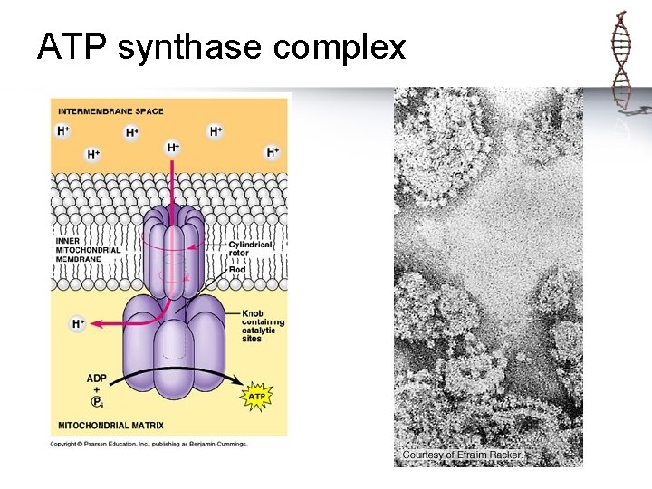 ATP synthase complex 