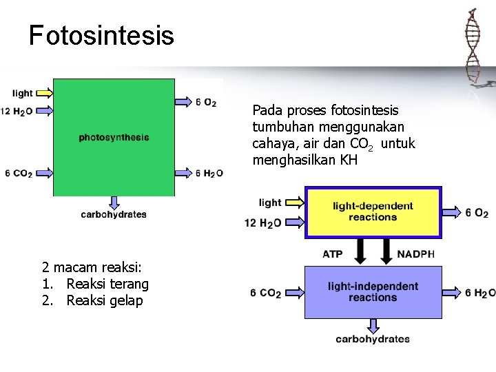 Fotosintesis Pada proses fotosintesis tumbuhan menggunakan cahaya, air dan CO 2 untuk menghasilkan KH