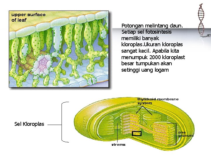 Potongan melintang daun. Setiap sel fotosintesis memiliki banyak kloroplas. Ukuran kloroplas sangat kecil. Apabila