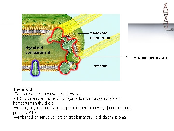 Protein membran Thylakoid: • Tempat berlangsungnya reaksi terang • H 2 O dipecah dan