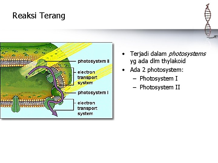 Reaksi Terang • Terjadi dalam photosystems yg ada dlm thylakoid • Ada 2 photosystem: