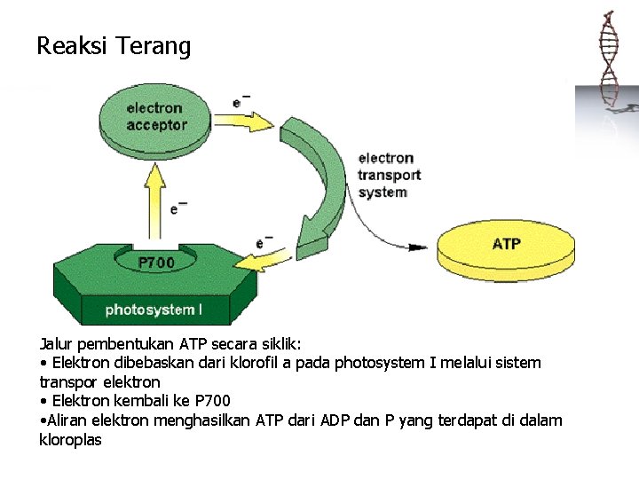 Reaksi Terang Jalur pembentukan ATP secara siklik: • Elektron dibebaskan dari klorofil a pada