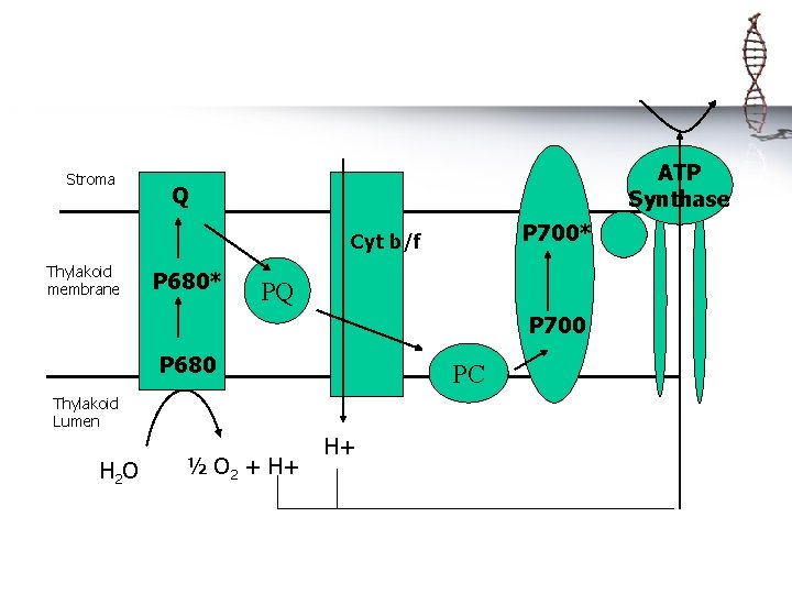 Stroma ATP Synthase Q P 700* Cyt b/f Thylakoid membrane P 680* PQ P