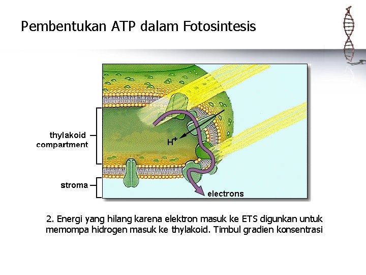 Pembentukan ATP dalam Fotosintesis 2. Energi yang hilang karena elektron masuk ke ETS digunkan