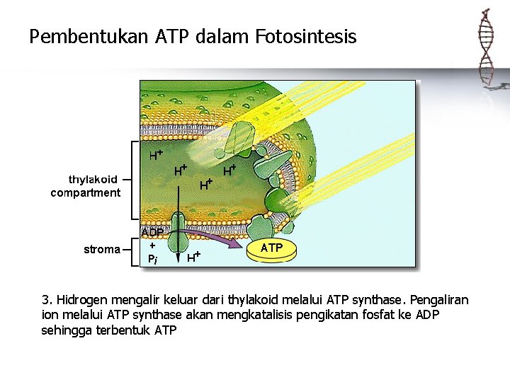 Pembentukan ATP dalam Fotosintesis 3. Hidrogen mengalir keluar dari thylakoid melalui ATP synthase. Pengaliran