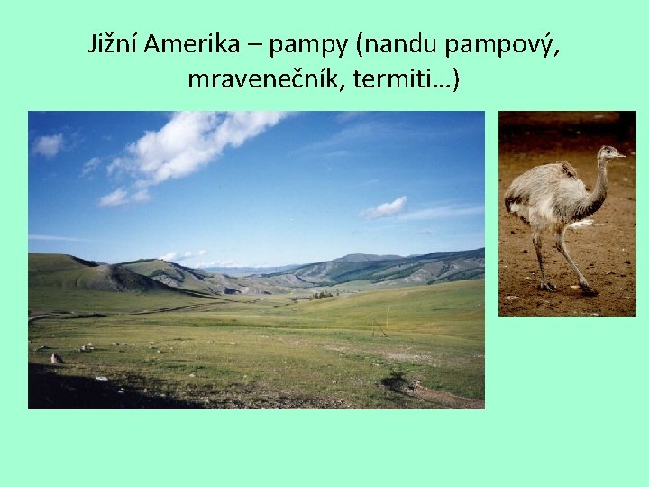 Jižní Amerika – pampy (nandu pampový, mravenečník, termiti…) 