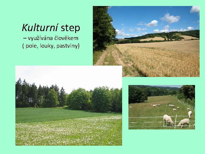 Kulturní step – využívána člověkem ( pole, louky, pastviny) 