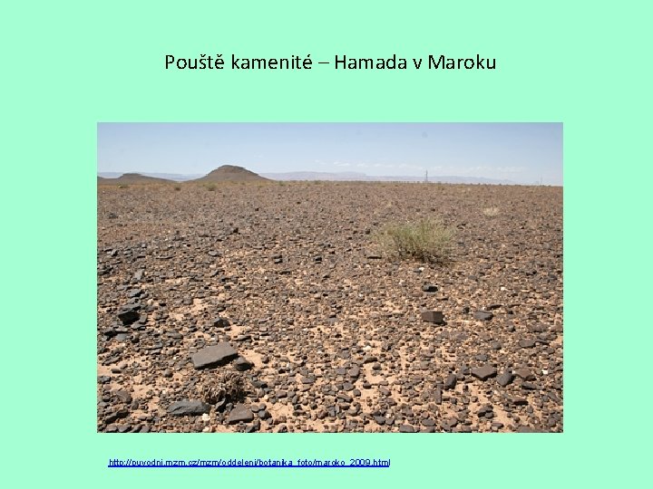 Pouště kamenité – Hamada v Maroku http: //puvodni. mzm. cz/mzm/oddeleni/botanika_foto/maroko_2009. html 