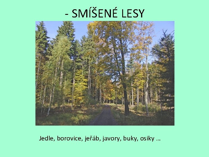 - SMÍŠENÉ LESY Jedle, borovice, jeřáb, javory, buky, osiky … 