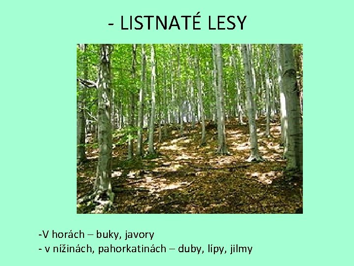 - LISTNATÉ LESY -V horách – buky, javory - v nížinách, pahorkatinách – duby,