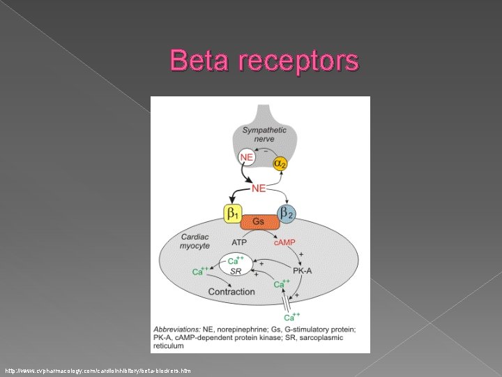 Beta receptors http: //www. cvpharmacology. com/cardioinhibitory/beta-blockers. htm 