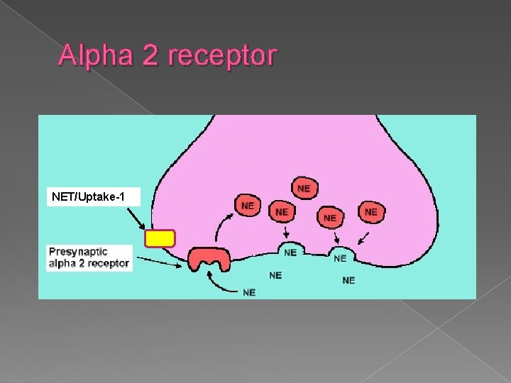 Alpha 2 receptor NET/Uptake-1 