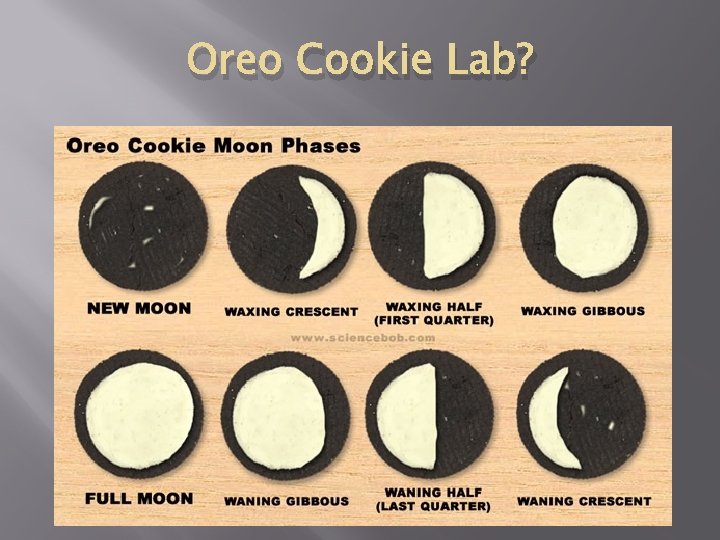 Oreo Cookie Lab? 