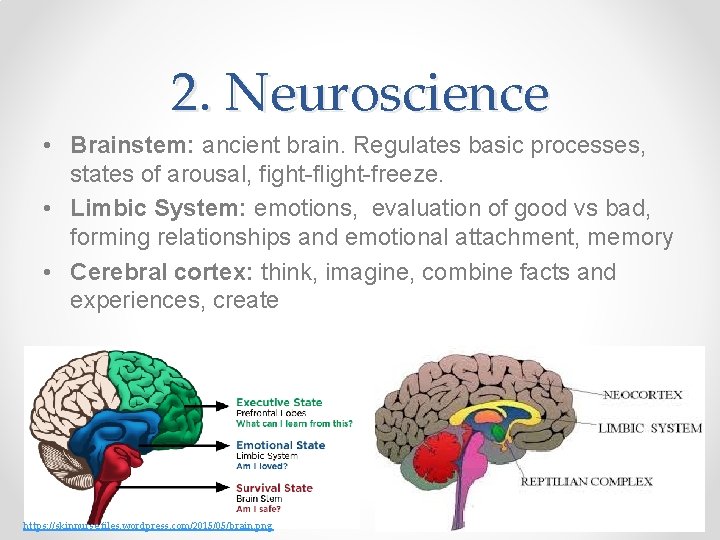 2. Neuroscience • Brainstem: ancient brain. Regulates basic processes, states of arousal, fight-flight-freeze. •