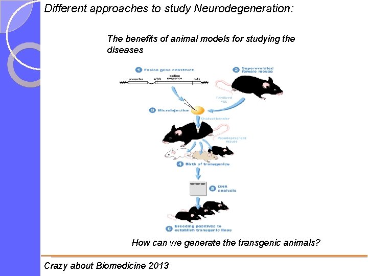 Different approaches to study Neurodegeneration: The benefits of animal models for studying the diseases