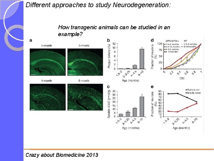 Different approaches to study Neurodegeneration: How transgenic animals can be studied in an example?